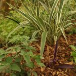 Dianella and Dicliptera suberecta