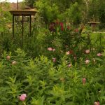 asters, Byzantine gladiolus, pink evening primrose