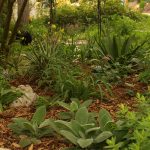 Helen von Stein lambs ears, Dianella, asters,  Agave celseii 