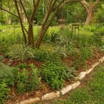 asters, bouncing bet, Agave celseii tricolor, Dianella