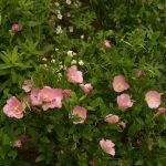 evening primrose and Starry Eyes nierembergia