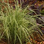 miscanthus