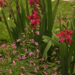 Gulf penstemons Byzantine gladiolus