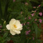 Iceberg rose with Gulf penstemon in den bed