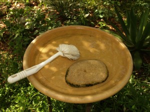 birdbath brush