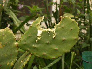 prickly pear hail damage