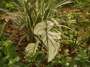 caladium-hail-web caladium hail damage