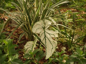 caladium hail damage