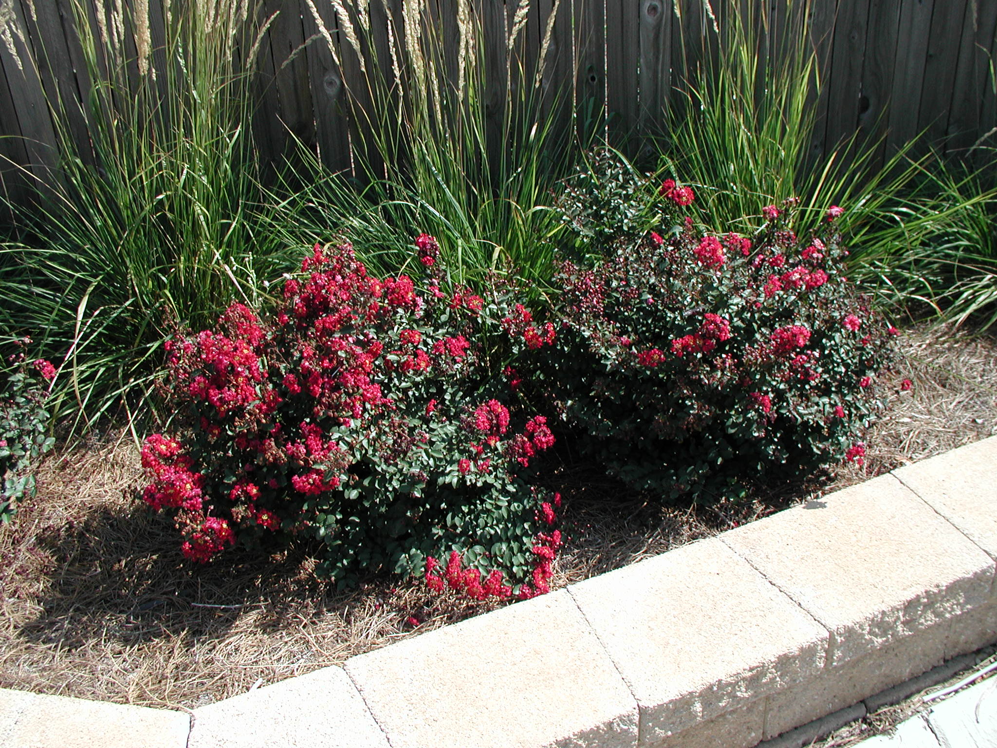 Crepe Myrtle List Central Texas Gardener