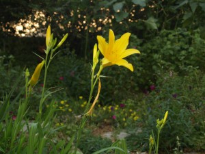 daylily with calylophus behind