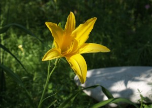 daylily in cat cove