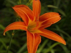 daylily orange