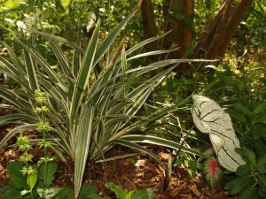 dianella with caladiums