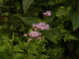 Eupatorium greggii