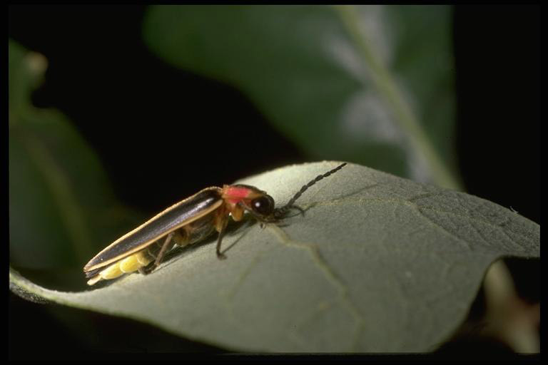 firefly adult