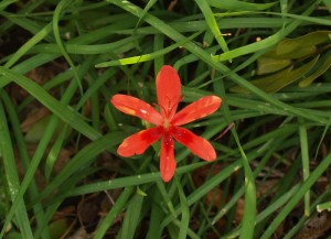 Freesia laxa