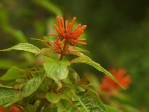 hamelia patens flower