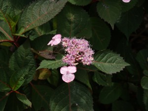 hydrangea