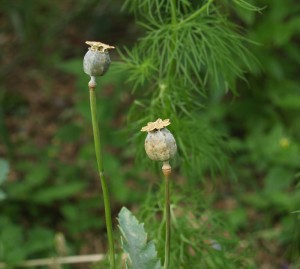 poppy seedheads