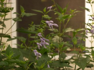 Salvia guaranitica 'Argentine Skies'