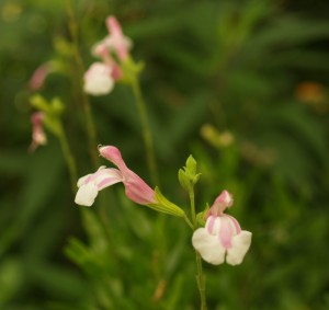 Salvia greggii 'Teresa'