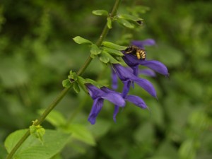 Salvia guaranitica