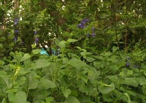 Salvia guaranticia