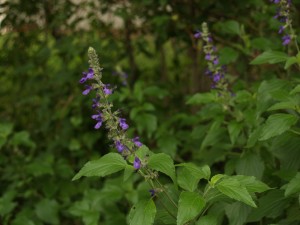 salvia-indigo-spires-wide-web Salvia 'Indigo Spires'