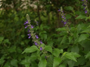 Salvia 'Indigo Spires'