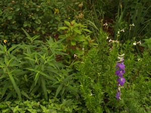 salvia-teresa-leuc-hamelia-web Teresa, leucantha, hamelia patens