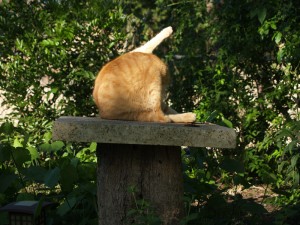 Sam Jr. on cat perch