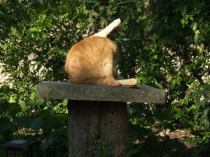 sam-cat-cove-yoga-web Sam Jr. on cat perch