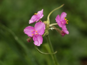 spiderwort flower