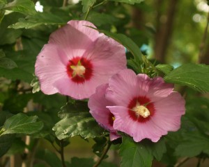 althea-cu-web