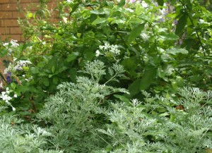 artemesia-white-plumbago-web-2