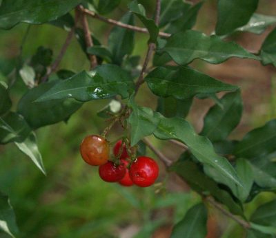 barbados-cherry-cu-web