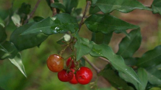 barbados-cherry-cu-web