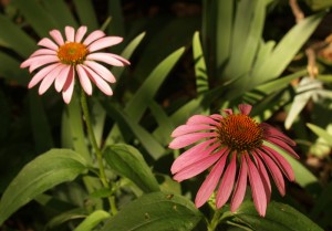 coneflower-2008-web