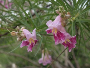 desert-willow-cu-2008-web