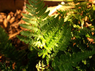 Autumn Fern