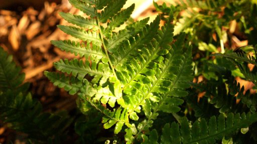 Autumn Fern