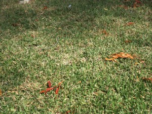 grass-sad-web-31