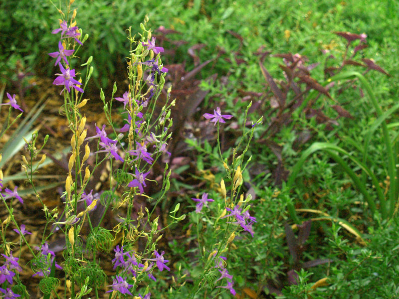 larkspur-summer-2-web