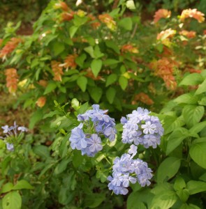 plumbago-shrimp-plant-web