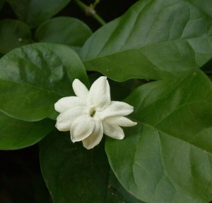 sambac jasmine