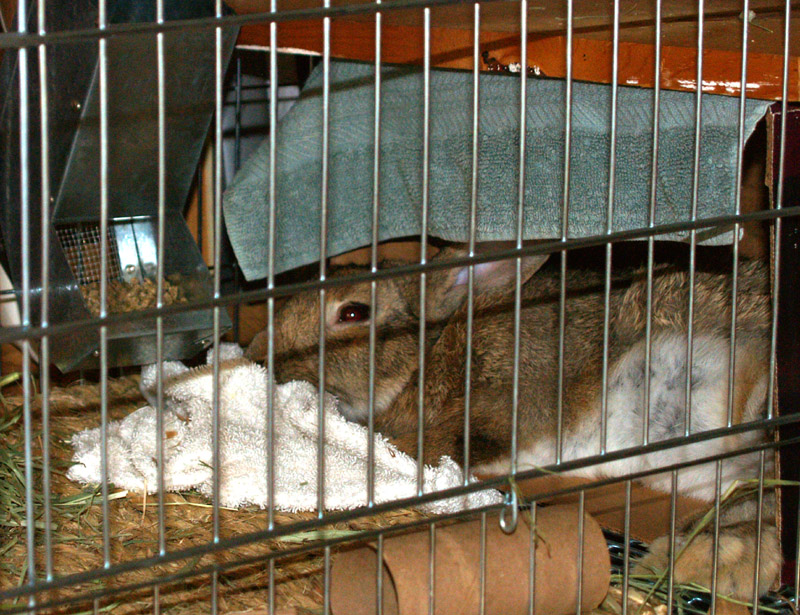 harvey-naptime-3-web