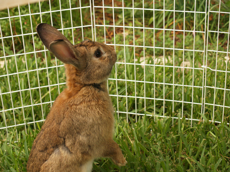 harvey-playpen-web