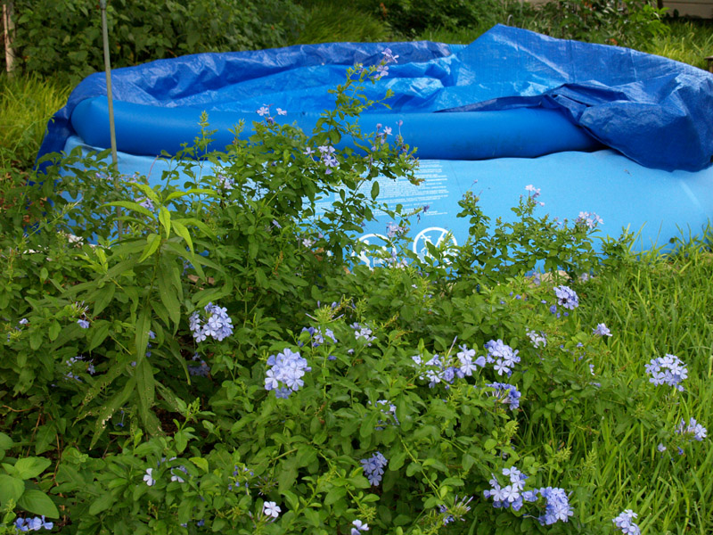 kiddie-pool-cov-plum-web