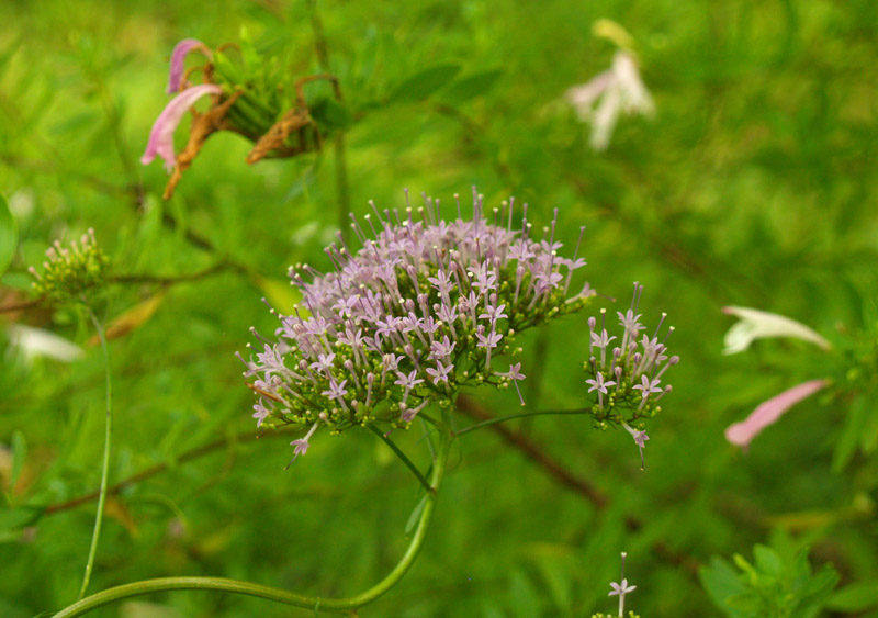 purple-umbrella-web