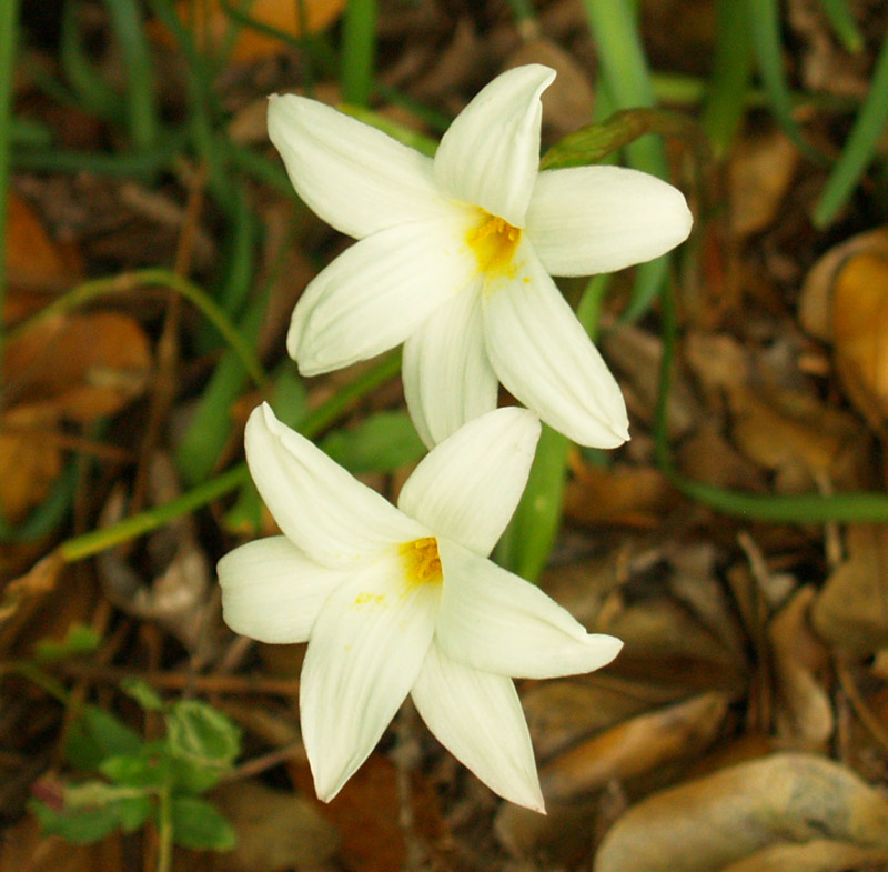 rainlily-crepe-web